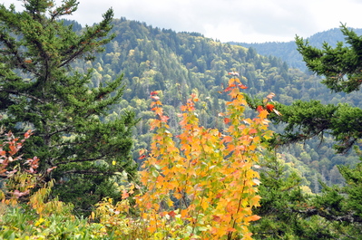 On the Alum Cave hike