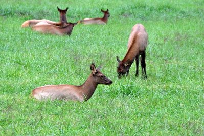Elk!