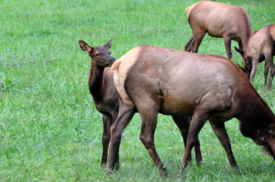 Elk!