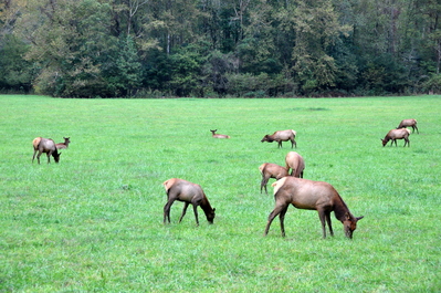 Elk!