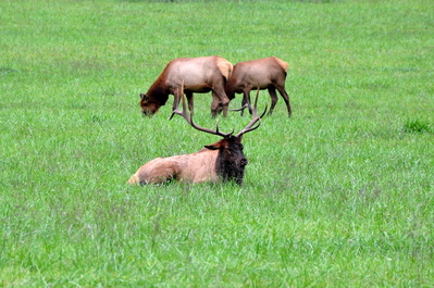 The dominant male, looking stately