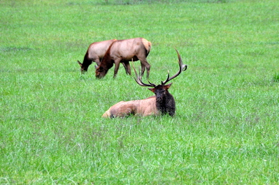 The dominant male, looking stately