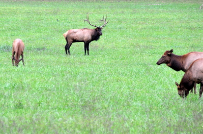 The dominant male, keeping an eye on the ladies