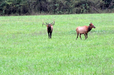 The dominant male, chasing a lady and being generally obnoxious