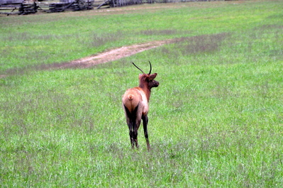 The other juvenile male looking very confused with his very short antlers