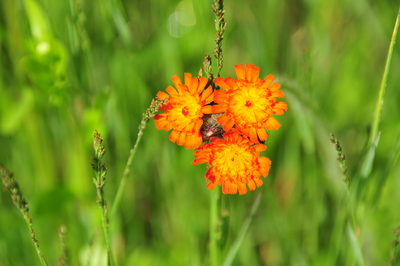 Awesome flower photo by Toni (Copyright t.bate 2008)