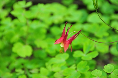 Awesome flower shot by Toni (Copyright t.bate 2008)