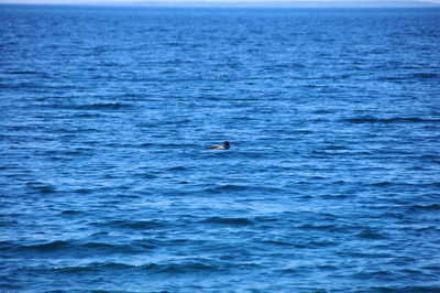 Loon in the water
