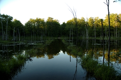 Still, the pond was sorta pretty, so I took a nice shot