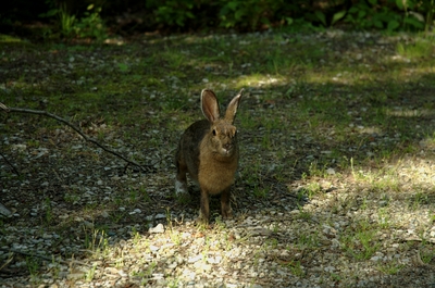 Breakfast time visitor to our campsiter