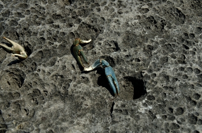Some crab claws we found on the rocks