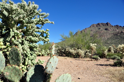 Hills and cactus outside the city