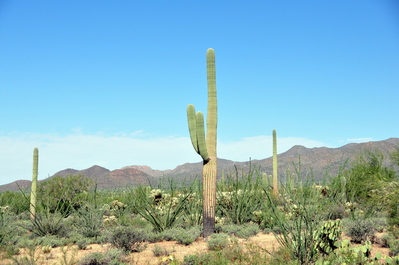 Cactus