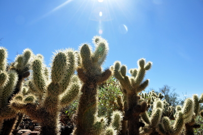 Cactus in Saguaro National Park