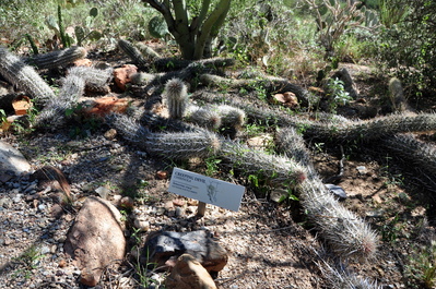 Creepy cactus