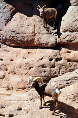 Cool goats