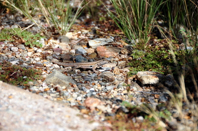 Lizard!