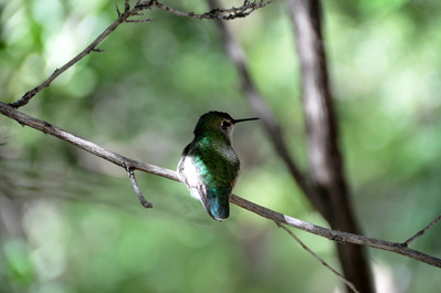 Hummingbird!