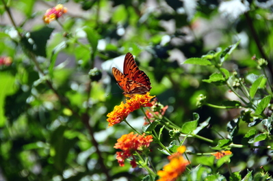 Butterfly