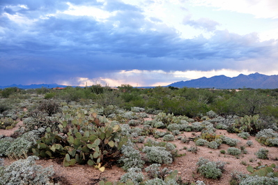 Saguaro National Park