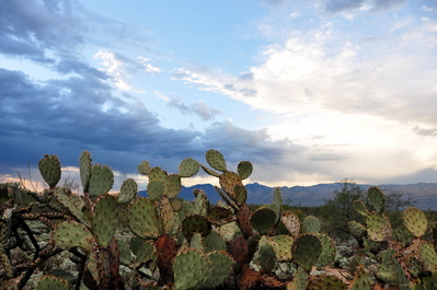 Saguaro National Park