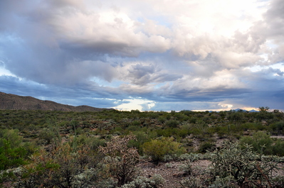 Saguaro National Park