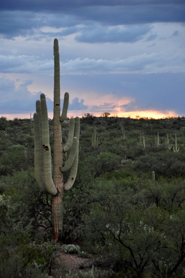 Saguaro National Park