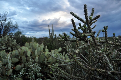 Saguaro National Park