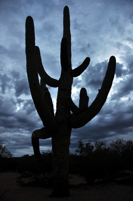 Saguaro National Park