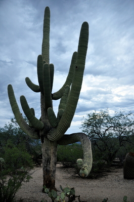 Saguaro National Park