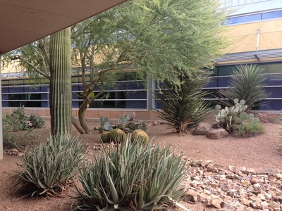 Cactus at TUS