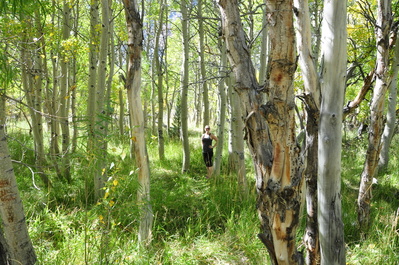 Hiking