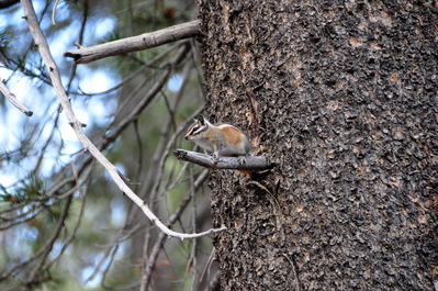 Chipmunk