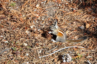 Chipmunk