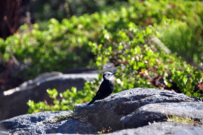 Woodpecker