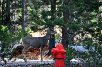 Deer