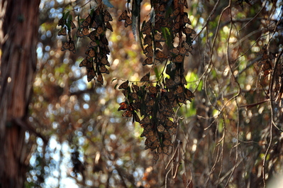 Butterflies