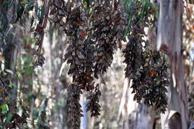 Butterflies