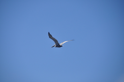 Pelican at Pismo beach