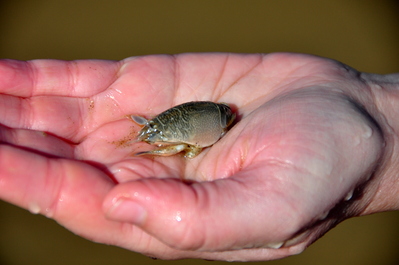 Sand critter at Pismo beach