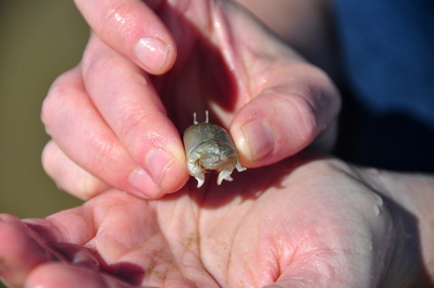 Sand critter at Pismo beach