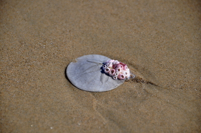 Pismo beach