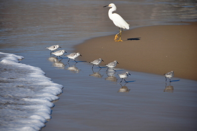 Pismo beach