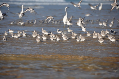 Pismo beach
