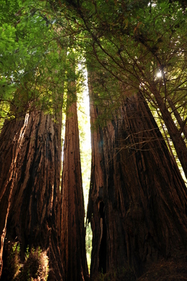Redwoods