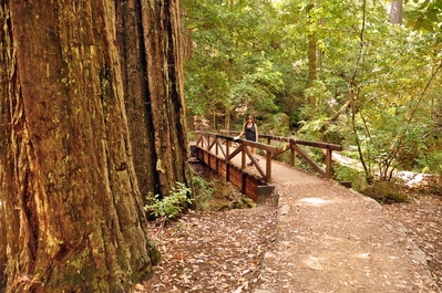 Redwoods