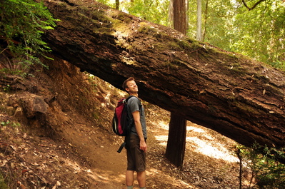 Redwoods across the path