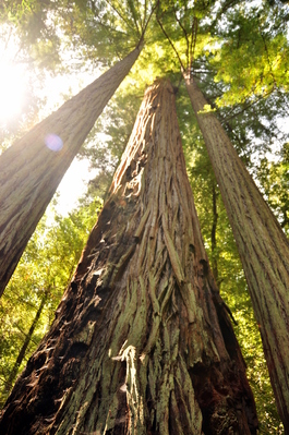 Redwoods