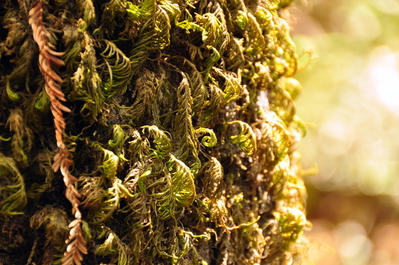 Curly ferns