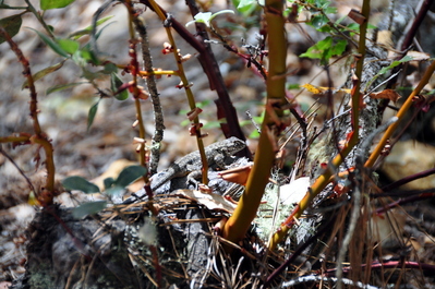 Lizard!